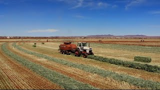 Case 2290  Massey Ferguson 2050  Baling triticale [upl. by Ennairda90]