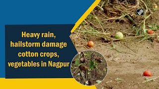 Heavy rain hailstorm damage cotton crops vegetables in Nagpur [upl. by Nnorahs]