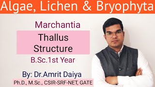 Marchantia  thallus structureBryophyta English amp Hindi By DrAmrit Daiya [upl. by Aiel850]