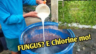 CHLORINE REPLACEMENT SA COPPER BASED FUNGICIDE [upl. by Fem]