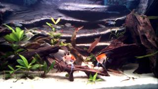 240L Amazone Biotope  Angelfish fighting [upl. by Lilac126]