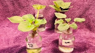 African Violet Transfer To Water Culture  Update 1 [upl. by Billmyre]