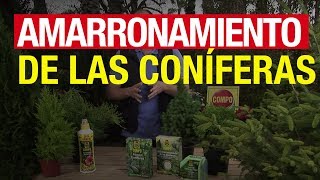 Amarronamiento de las coníferas  COMPO Jardinería [upl. by Hsemar]