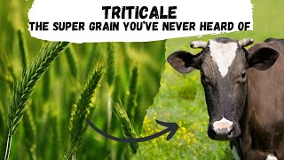 Triticale the Supergrain that Youve Never Heard of [upl. by Aleekahs]