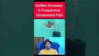 Business Opportunity with Golden Arowana Scleropages formosus [upl. by Afira49]