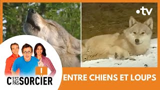 ENTRE CHIENS ET LOUPS  Cest pas sorcier Intégrale [upl. by Anaib]