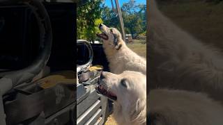 Daylights Burnin 🌝workingdogs greatpyrenees labradorretriever [upl. by Anitsyrhk]