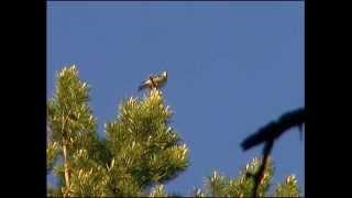 Rödvingetrast  Turdus iliacus  Redwing  ljudsound [upl. by Mendelson]