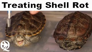 How To Fix Shell Rot On A Turtle [upl. by Keven358]