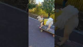 The dog can not only skateboard down the stairs but also race cars pets skateboarding [upl. by Annodal]