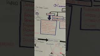 Aspergillosis Pathophysiology Mechanism umerfarooqbiology7083 [upl. by Garvey]