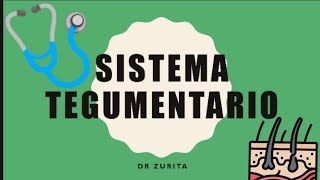 Sistema Tegumentario  Anatomía del sistema Tegumentario  Epidermis y sus estratos  ANATOMÍA [upl. by Evered]