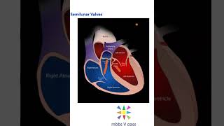 Anatomy 304 Semilunar valves Heart viva [upl. by Derian]