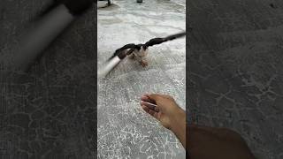 Pigeon hand training by Indian Siraji pigeons 🔥  shorts trending kabootar training love [upl. by Llebiram]