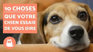 10 choses que votre chien essaie de vous dire [upl. by Neel]