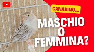 Canarino maschio o canarino femmina scopriamolo insieme [upl. by Atsirc]