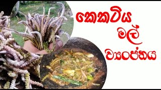 Kekatiya flower curry  කෙකටිය මල් ව්‍යංජනය [upl. by Enos]