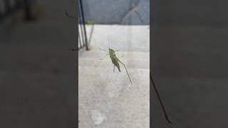 Cricket or Grasshopper grasshopper cricket nature birdbathcam [upl. by Hedaza]