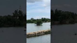 Marilao fishing spot shortvideo fishing goodavibes fishingadventures fishingtours angler [upl. by Retxed]