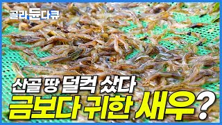 바구니 물에 담갔다 빼면 20만 원 무려 일반 새우 10배 가격이라는 토하 양식장│미스터리 휴먼다큐│골라듄다큐 [upl. by Enelaj]