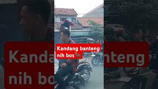 Kandang banteng siap lawan mulyono dkkshortvideoviral pilkada2024 kandangbanteng [upl. by Eiluj]