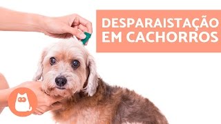 Tudo sobre DESPARASITAR CACHORROS  Conselhos veterinários [upl. by Rosalia]