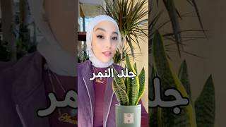 طريقة العناية بنبات جلدالنمر 🪴 Sansevieria ahorts نباتاتمنزلية نباتاتداخلية [upl. by Ingaberg]