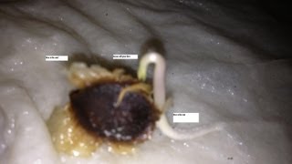 Germinating Moringa seeds in five days [upl. by Einehpets]