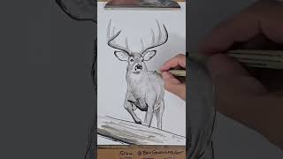 whitetail deer timelapse speed drawing video drawing wildlifeart [upl. by Oad588]