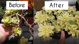 Grow succulents faster with these 3 techniques Aeonium propagation that works for all succulents [upl. by Jenne562]