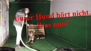 15 Minuten Hundetraining Die perfekte Abendroutine für glückliche Hunde [upl. by Northrop]