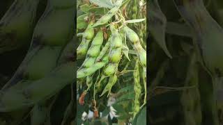 Indian Pigeon Peas Plant  Indian Toor [upl. by Crooks]