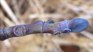 Tulip Tree Liriodendron tulipifera  buds amp leaf scar close up  December 2017 [upl. by Rossi]