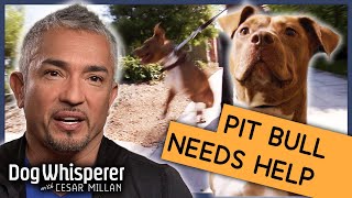 Rescue Pit Bull Is Impossible To Control  S9 Ep 6  Dog Whisperer With Cesar Millan [upl. by Sueddaht123]