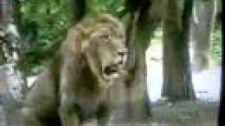 Asiatic Lion chasing Male Tiger [upl. by Kalil660]