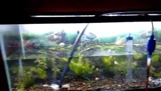 Blue Green Algae Aquarium How to remove Part 3 [upl. by Kyriako]