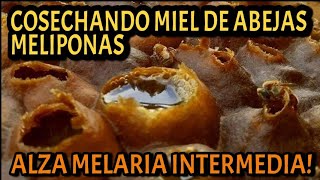 Cosechando miel de abejas meliponas Método de alza intermedia bajo succión 🍯🐝 [upl. by Enilraep735]