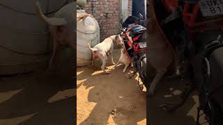 Dogo argentino vs street dog 😱👺 pets alphathedogo dogoargentino youtubeshorts viral youtube [upl. by Hjerpe]