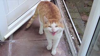 Cat Meowing amp Hissing Loudly [upl. by Jennica]