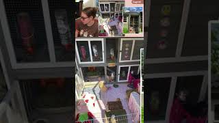 reviewing my subs guinea pig cages pets [upl. by Bianka]