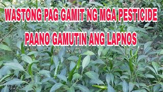 WASTONG PAG GAMIT NG MGA FUNGICIDE PARA LAPNOS  ANTHRACNOSE [upl. by Castera971]