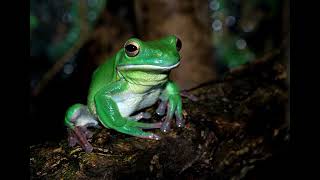 Frog Croaking Frog Ribbit Sound HD  Copyright Free Animal Sounds [upl. by Renault3]