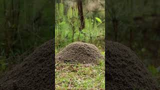 TimeLapse Fire Ant Colony Cant Catch a Break from the Rain [upl. by Kylander300]