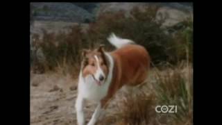 Lassie  Episode 554  quotLassies Busy Dayquot  Season 17 Ep 15  01171971 [upl. by Nolyat]