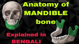 Mandible bone Anatomybengali for first proff mbbs [upl. by Stirling]