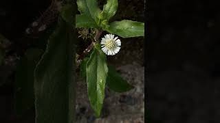 Flowers leaves and habitat of Eclipta prostrata medicinal botanicalgarden odisha garden [upl. by Donell]