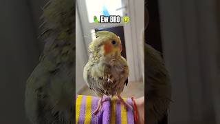 Ew brother 🤢🦜 shorts ninfa cockatiel [upl. by Artema]