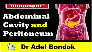 Abdominal Cavity Planes Compartments and Peritoneum Dr Adel Bondok [upl. by Derfliw]