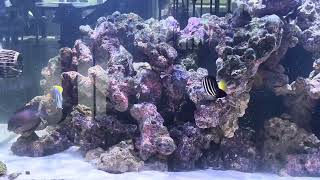 Waterbox 2206 Marine Aquarium with Powder blue tang bristle tooth tang clown tang sailfin tang [upl. by Iadrahs]