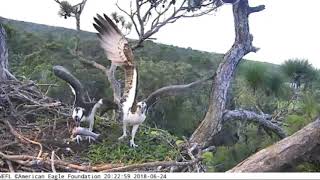 AEF NEFL Eagle Cam 62418 First Osprey Visit of 2018 [upl. by Onivla28]